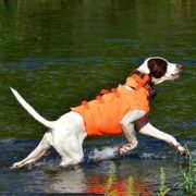 猟犬用・野外活動犬用ベスト／オレンジドッグベスト Orange Dog Vestを実際に山中で使ってみました！